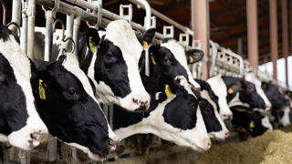 « L’élevage bovin herbager français n’est pas un problème mais une solution pour l’environnement et le climat », selon Interbev. « L’élevage bovin herbager français n’est pas un problème mais une solution pour l’environnement et le climat », selon Interbev.